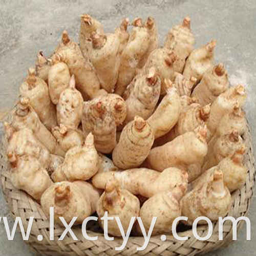 Gastrodia elata Blume food